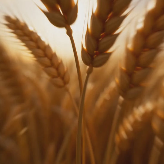 wheat protein shampoo.mp4