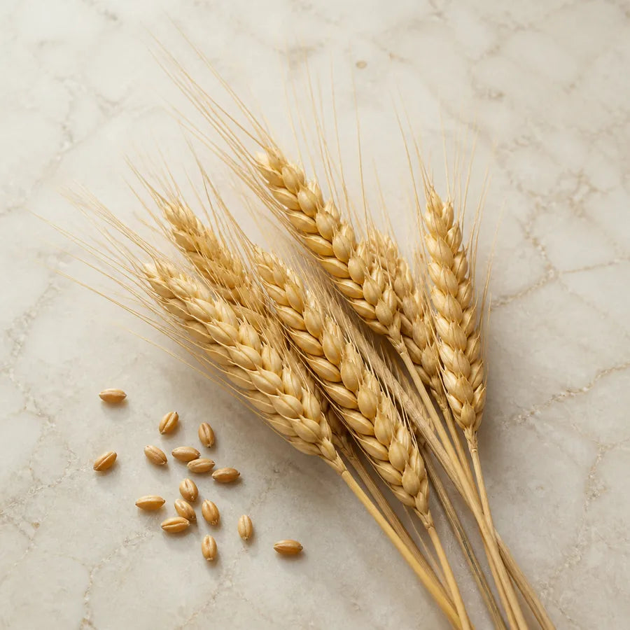 Wheat